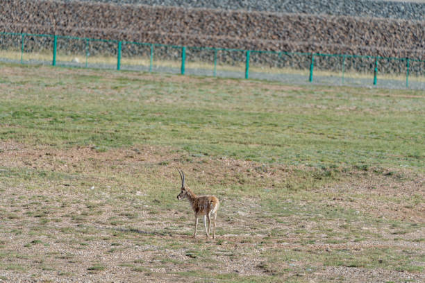 A Tibetan antelope foraging on the plateau grassland