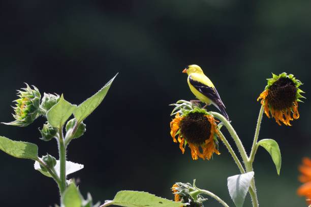 istock Vibrant yellow bird perched on a sunflower with a dark green blurred background 2158701687