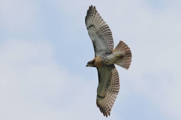 istock Majestic hawk soaring in the clear blue sky with its wings fully spread 2158701696