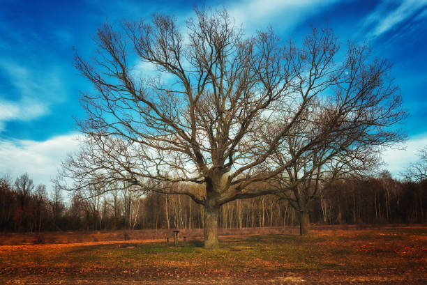 The photo captures a wide-trunked tree with numerous branches in a park, under a clear blue sky.