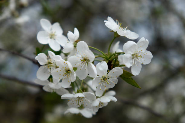 istock White flowers with yellow stamens bloom on a branch, sky in the backdrop. 2158702418