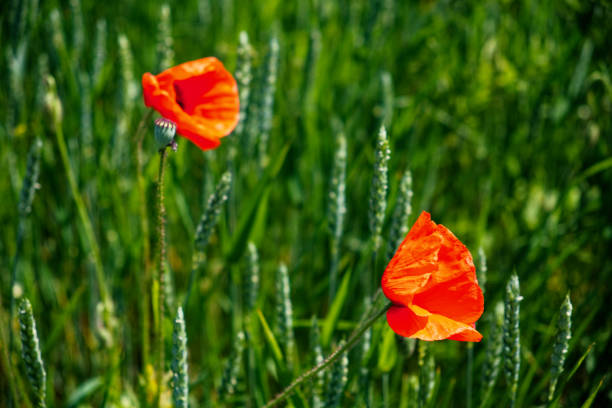 Poppies with rich red petals bloom in a field.