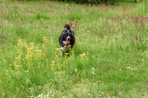 Funny doggy on a walk in the field.