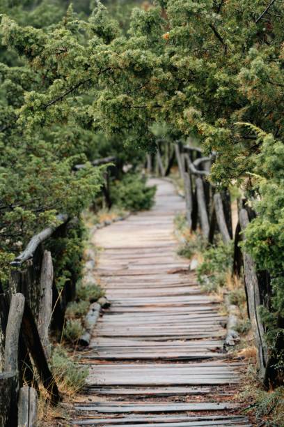 A rustic wooden pathway surrounded by lush green trees in a serene forest setting.