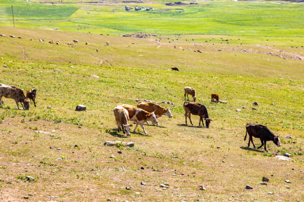 istock Kanas Grassland in Xinjiang Province, China 2158703472