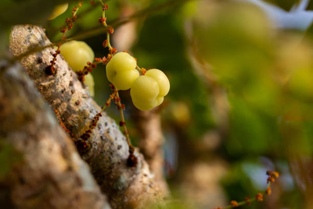 Fresh and ripe star gooseberry (also known as Phyllanthus acidus) in a tree.