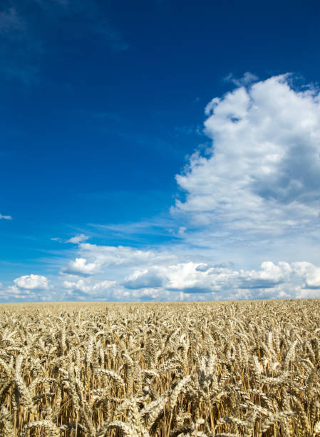 Vast Blue Sky with Fluffy White Clouds Over Green Field