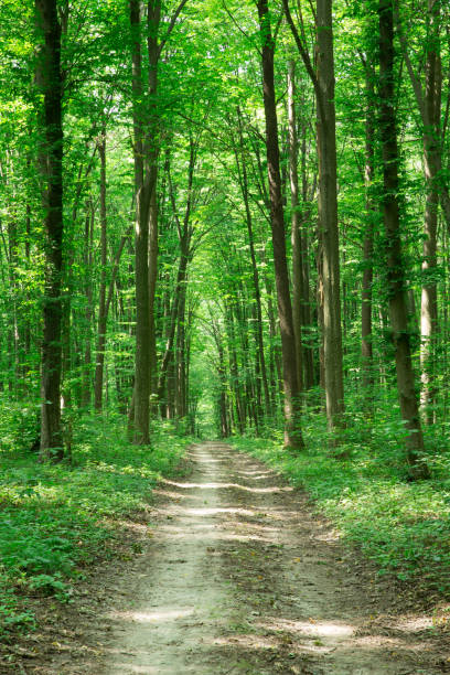 istock Forest trees. nature green wood sunlight backgrounds 2158705196