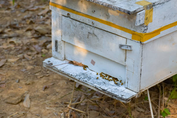 Close up of hive cells with honey from European bees