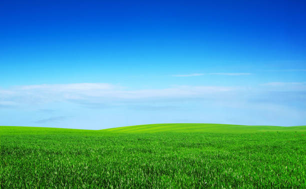 istock field on a background of the blue sky 2158706125