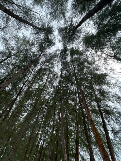 istock pine trees filling up the sky, shot from below. 2158706320
