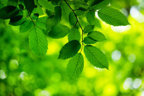 istock green leaves background in sunny day 2158706479