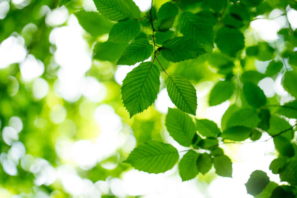 istock green leaves background in sunny day 2158706480