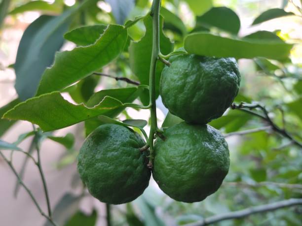 istock Jeruk limau (Citrus amblycarpa) hanging on the branch. 2158706770