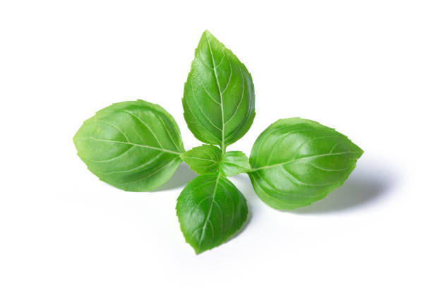 istock Green basil leaves isolated on white background 2158707949