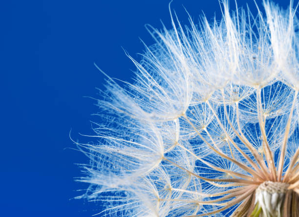 istock dandelion seeds close up blowing in blue background 2158707959