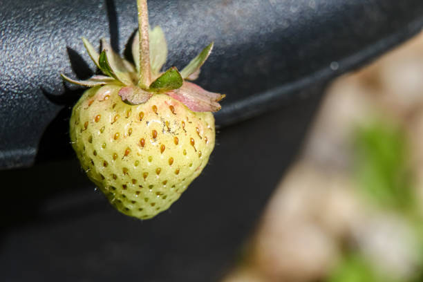 Macro close up of an unripe yellow strawberry still on the plant in the spring sun on a black plant pot background