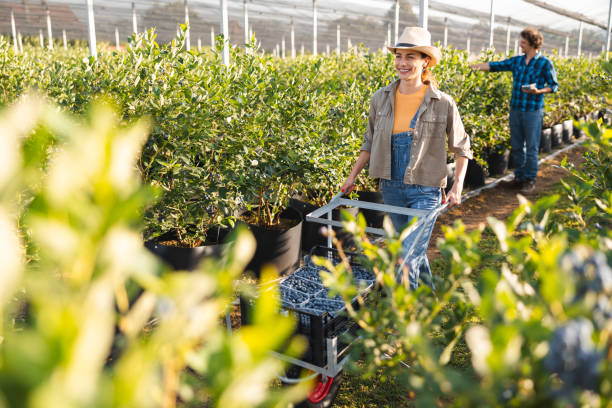 istock Young woman working on a blueberry farm picking blueberries with two other workers 2158708875