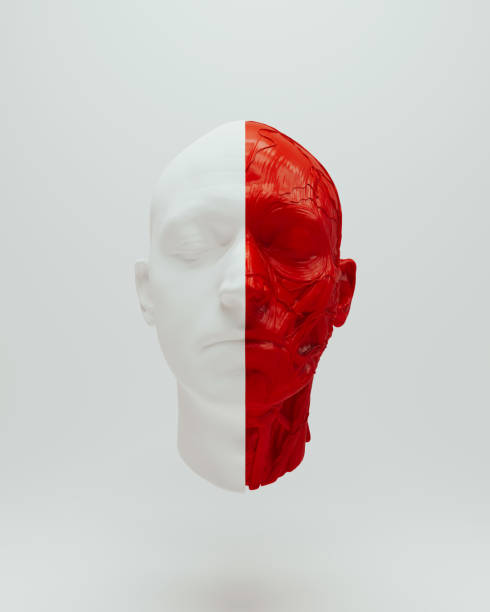 istock Red white anatomical head ecorche science biology cover 3d object white background 2158709006