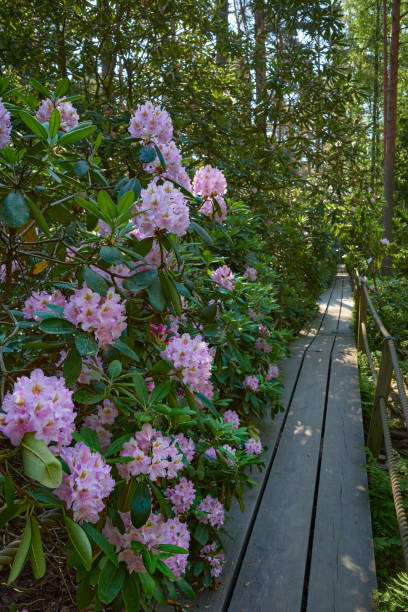 istock Rhododendron blooms in a European park. 2158709051