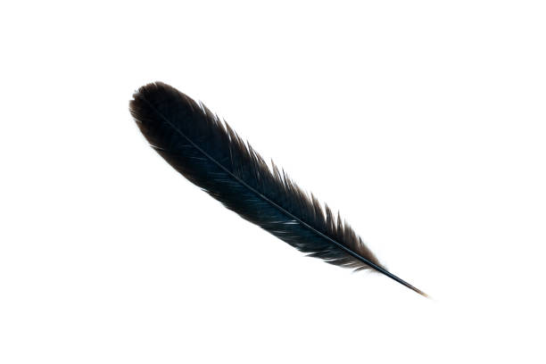 istock Black feather isolated on white background, Beautiful feather 2158709280