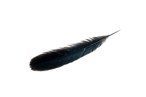istock Black feather isolated on white background, Beautiful feather 2158709284