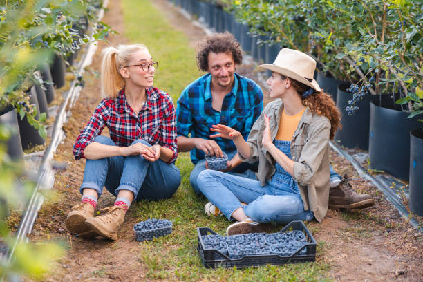 istock Three workers taking a break from picking blueberries on a blueberry farm 2158709325