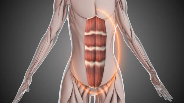 istock Rectus abdominis muscle anatomy concept 2158710843