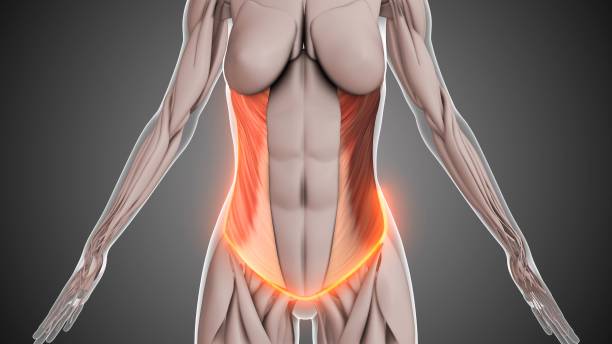 istock Abdominal external oblique muscle anatomy 2158710926
