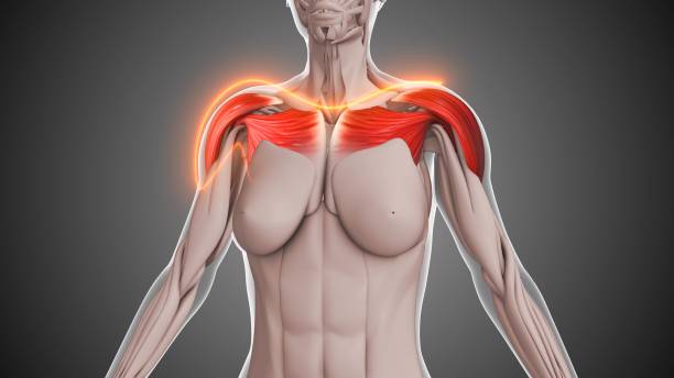 istock Animation of the shoulder muscles 2158710936