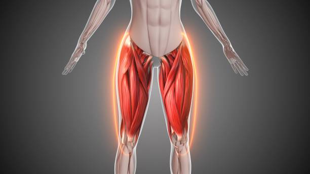 istock Animation of the thigh muscles 2158710951