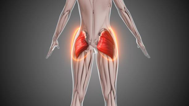 istock Animation of the gluteus muscles. 2158710976