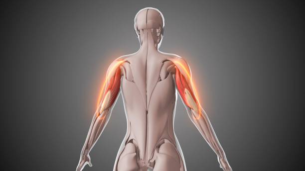 istock Animation of the triceps muscles 2158711013