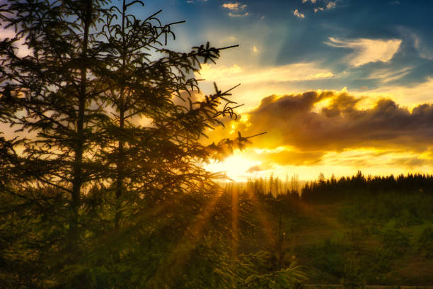 Sunset on the Rennsteig in the Thuringian Forest