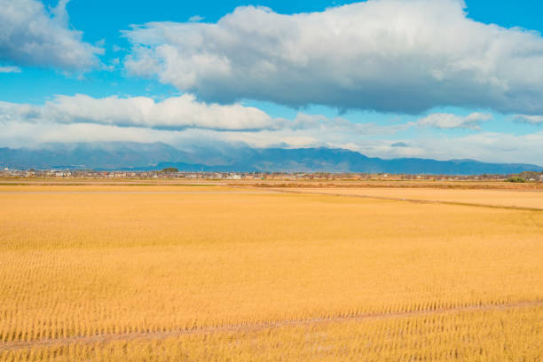 A vast golden wheat field stretches to the horizon under a vibrant blue sky with fluffy white clouds. Mountains can be seen in the background, adding depth and contrast to the landscape. The bright, sunny day highlights the golden tones of the wheat, creating a peaceful and serene rural scene.