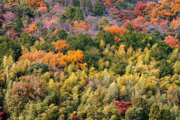 istock Vibrant Autumn Foliage in a Dense Forest 2158711533