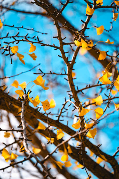 istock Autumn Ginkgo Tree Branches Against Blue Sky 2158711577
