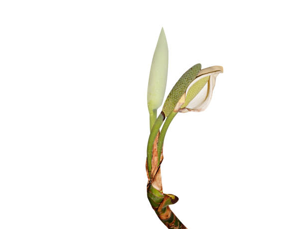 Monstera deliciosa flowers on white background