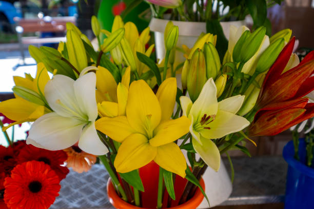 Beautiful yellow and white lily flowers. High resolution image