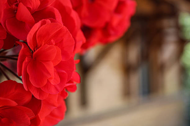 A beautiful close-up photograph of red geraniums in bloom with a soft-focused background. The detailed petals and rich red color of the flowers stand out against the subtle, blurred backdrop, creating a stunning visual contrast. Ideal for use in botanical studies, gardening websites, or decorative purposes, this image captures the elegance and vibrancy of these popular garden flowers.