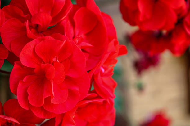 A stunning close-up photograph capturing the vibrant red blooms of geraniums. The detailed petals and lush colors highlight the natural beauty and intricate design of these garden flowers. Ideal for use in botanical studies, gardening websites, or decorative purposes, this image showcases the elegance and splendor of nature's floral creations.