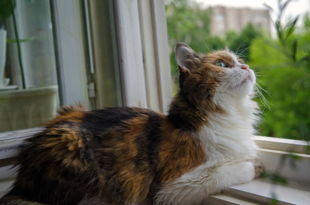 Ginger cat lying on a windowsill enjoying fresh air and summer greenery outside. High quality photo