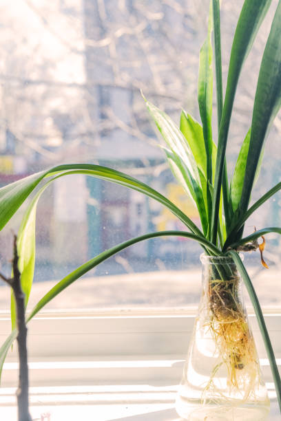 istock House Plant in the Window in Chicago 2158717655