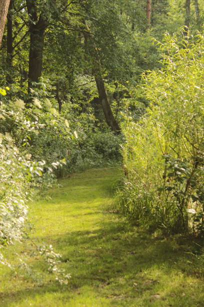 istock In the forest in sunny weather, a path stretched out 2158717954