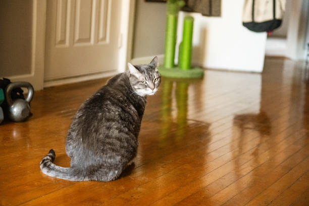 This is a photograph of a pet tabby cat alone indoors on a wood floor in Chicago.wood