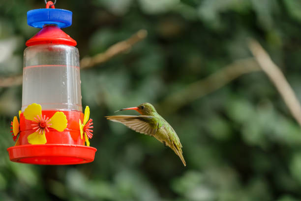 Bright-bellied Emerald Hummingbird (Chlorostilbon lucidus) flying towards a feeder.