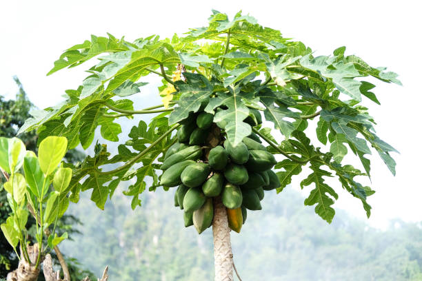 istock Fresh papaya tree plant in garden 2158722247