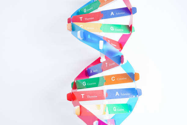 istock DNA molecule spiral structure model isolated on white background, chromosome and gene chemical science biology. 2158722305