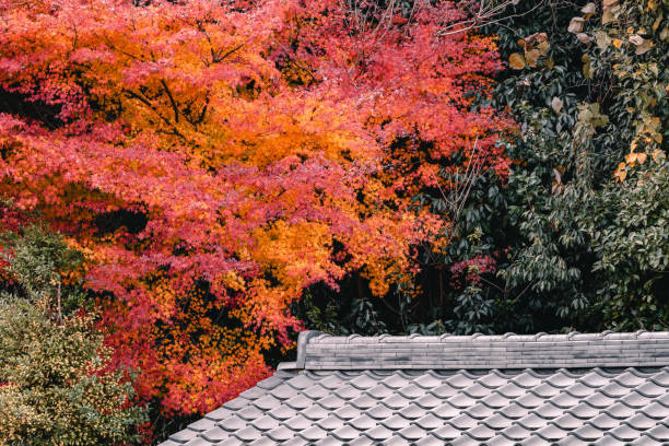 Bright red and orange autumn leaves create a striking contrast against a traditional Japanese tile roof. The lush foliage highlights the changing seasons, blending natural beauty with classic architecture.