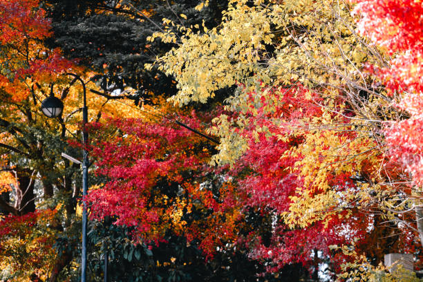 Colorful autumn leaves in a park displaying a vivid mix of red, yellow, and green hues. The scene is enhanced by a contrasting black street lamp and trees in the background, creating a picturesque and serene atmosphere.